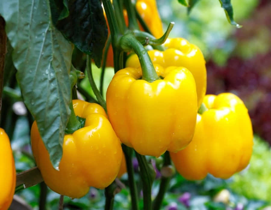 Vibrant Yellow Bell Pepper On A Wooden Surface Wallpaper