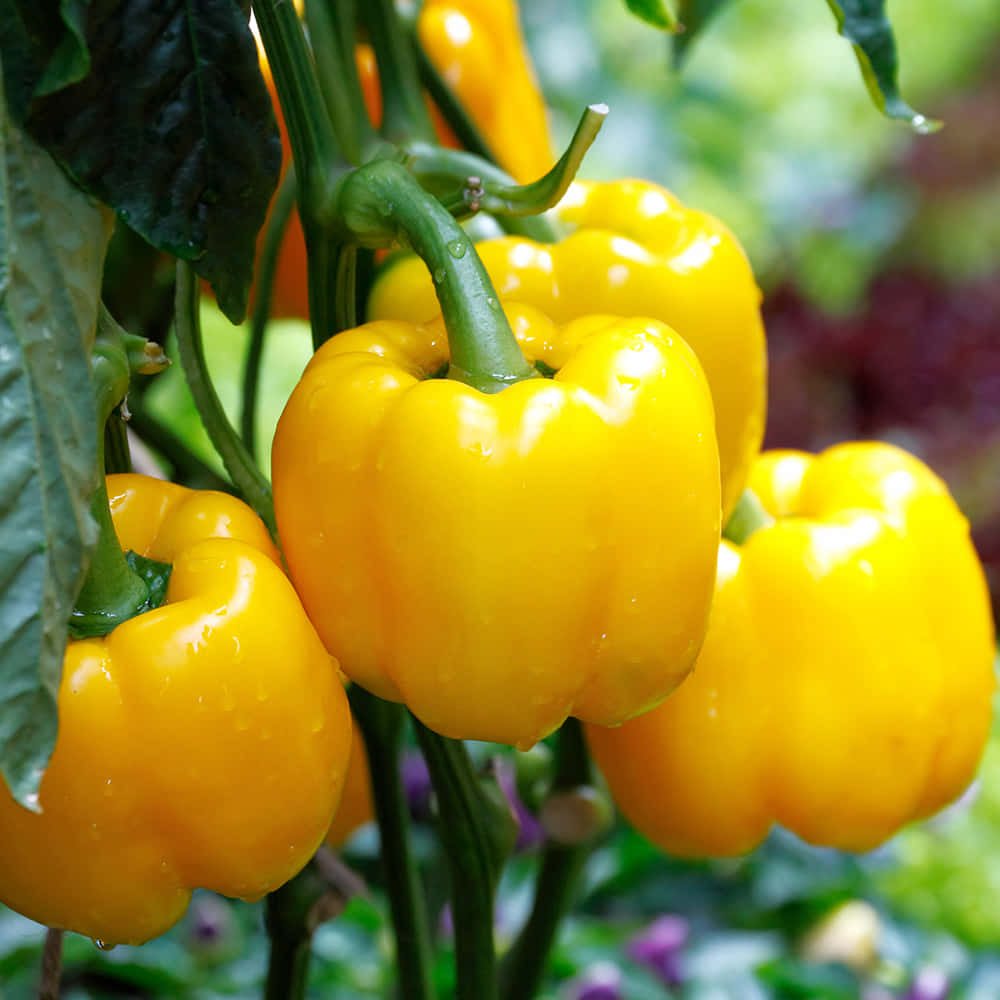 Vibrant Yellow Bell Pepper Wallpaper