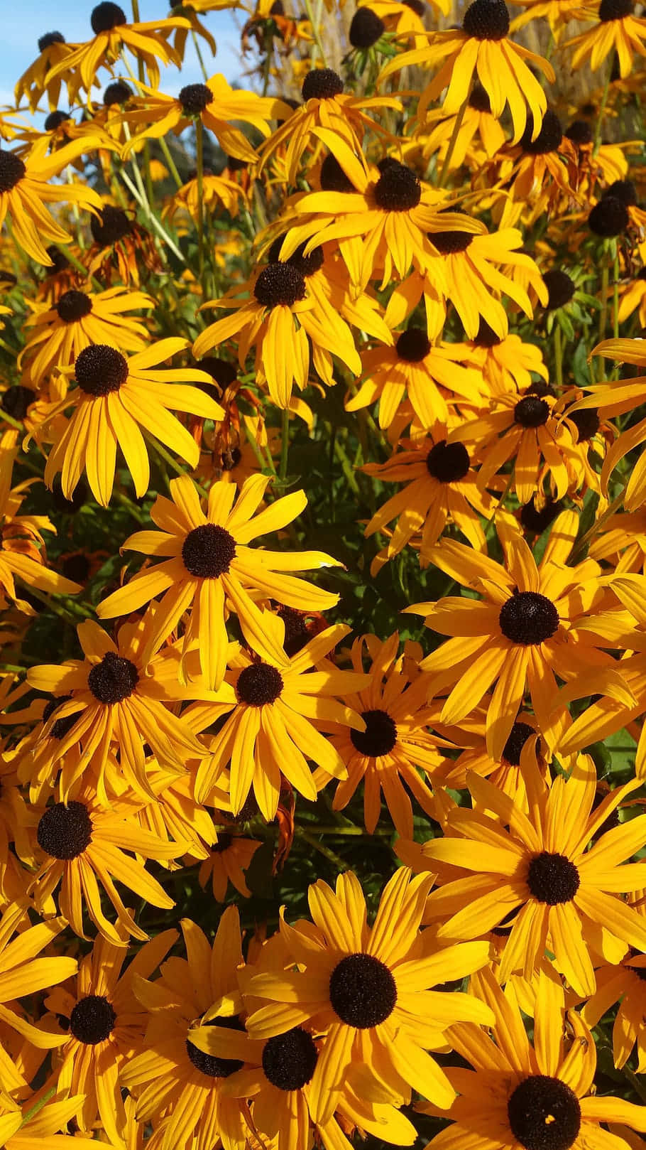 Vibrant Yellow Black Eyed Susans Wallpaper