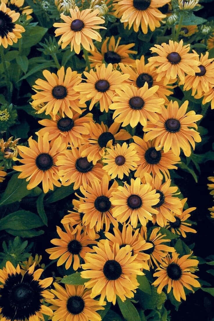 Vibrant Yellow Black Eyed Susans Wallpaper