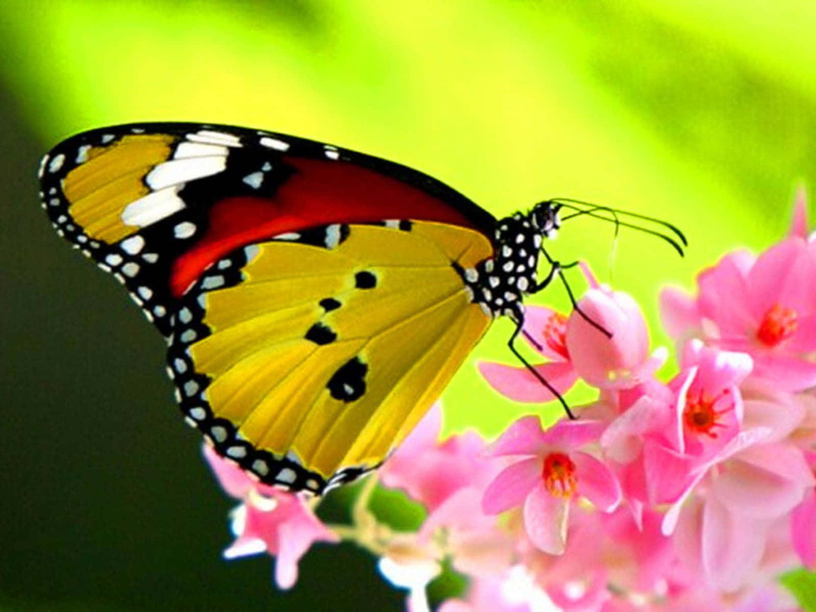 Vibrant Yellow Butterfly On Delicate Pink Flowers Wallpaper