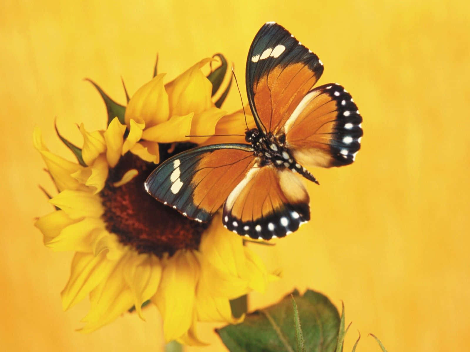 Vibrant Yellow Butterfly On Fragrant Blooms Wallpaper