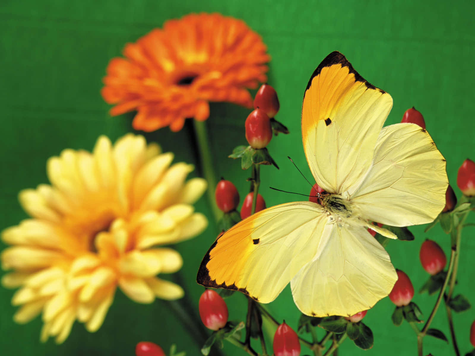 Vibrant Yellow Butterfly Perched Atop A Grey Stone Wallpaper