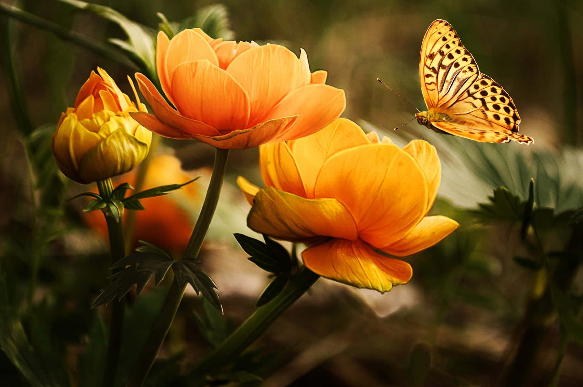 Vibrant Yellow Butterfly Perched On A Leaf Wallpaper