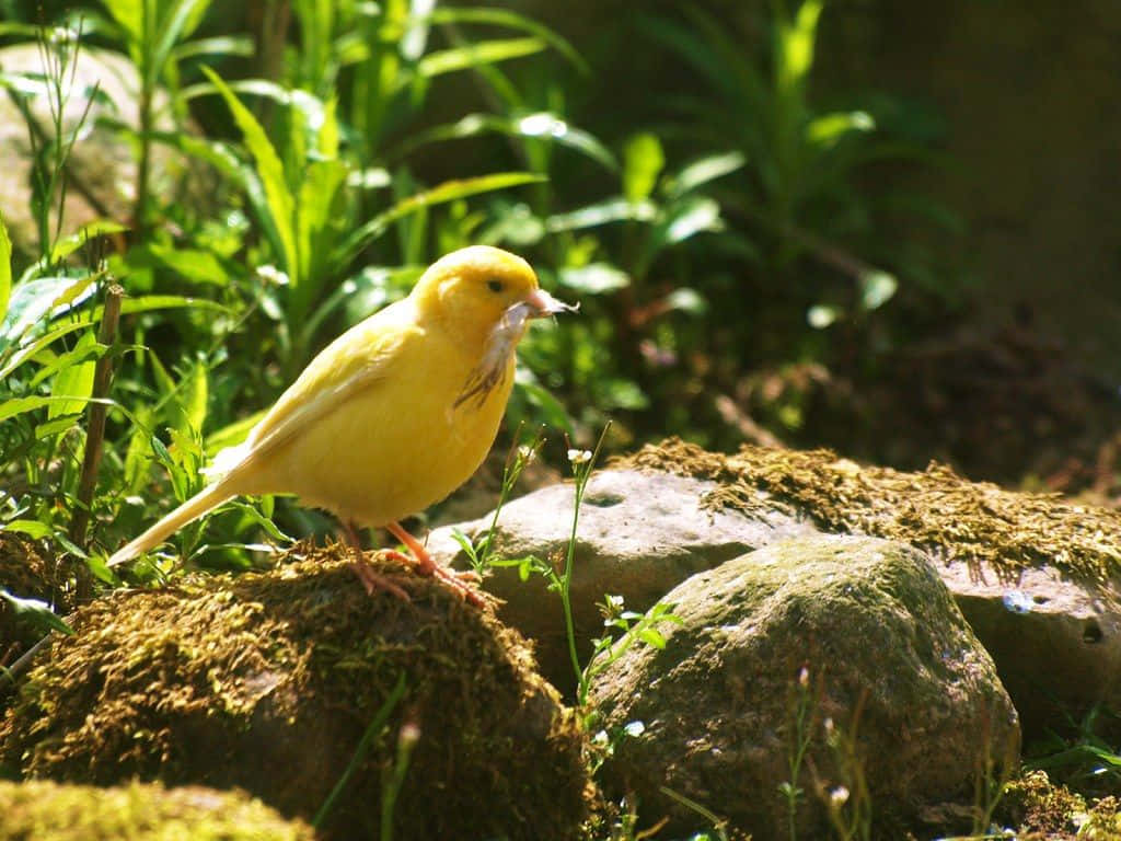 Vibrant Yellow Canary Perched On A Branch Wallpaper