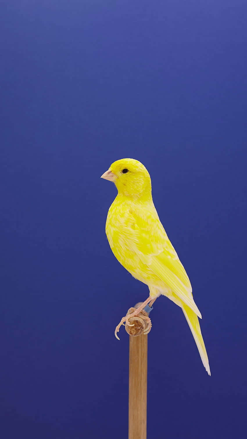 Vibrant Yellow Canary Perched On A Branch Wallpaper