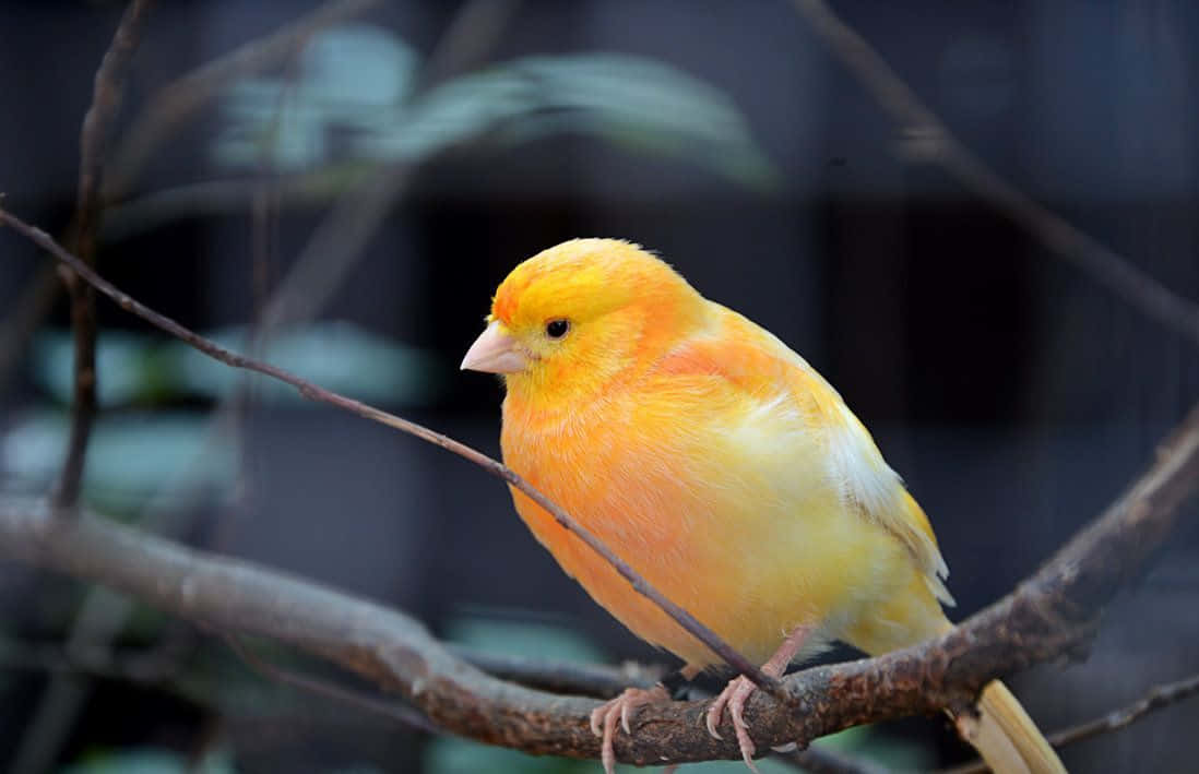 Vibrant Yellow Canary Perched On A Green Branch Wallpaper