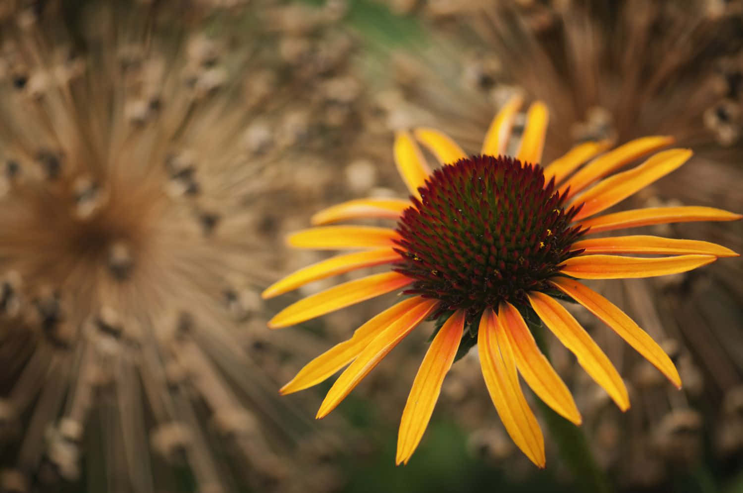 Vibrant Yellow Coneflower In Full Bloom Wallpaper