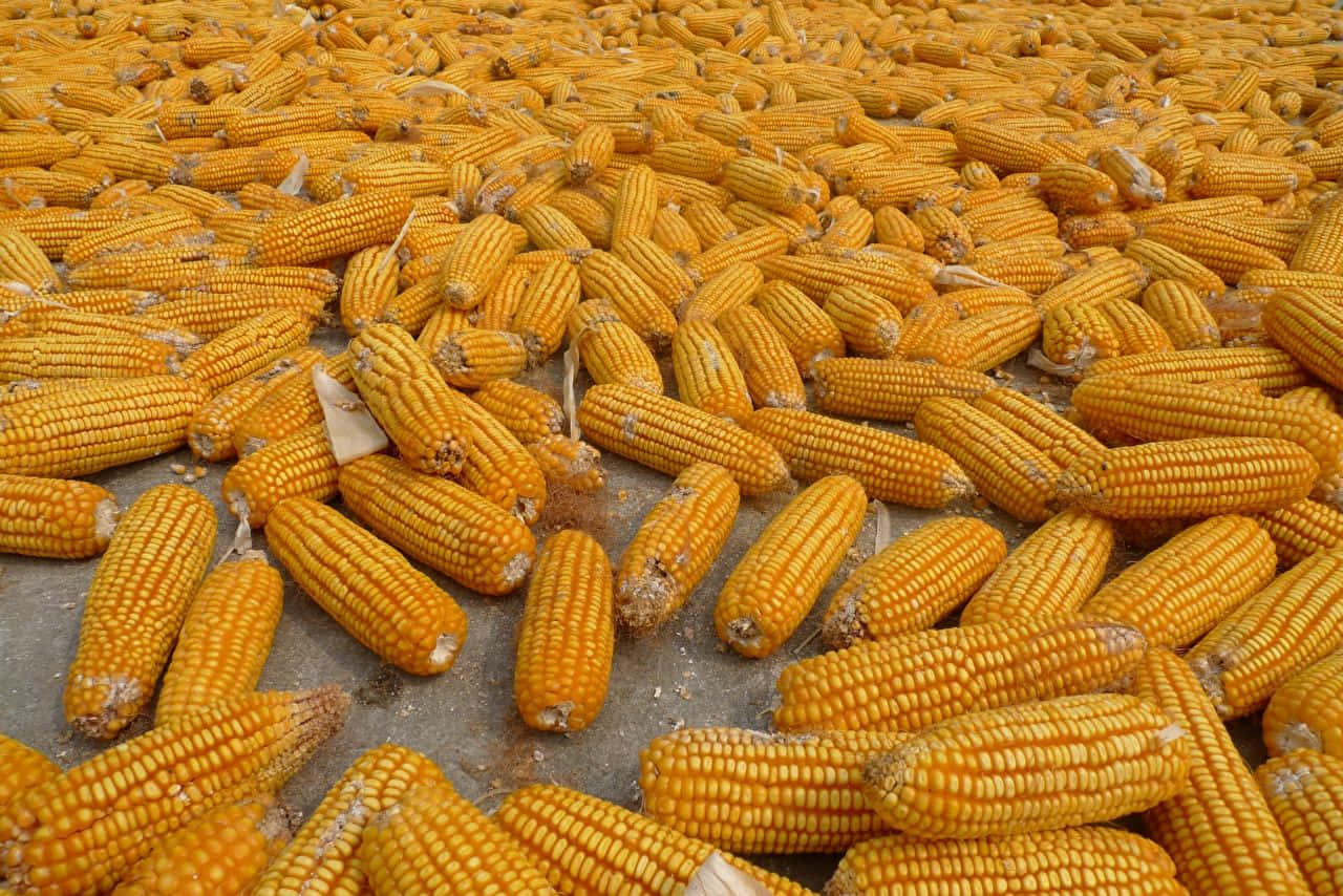 Vibrant Yellow Corn Close-up Wallpaper