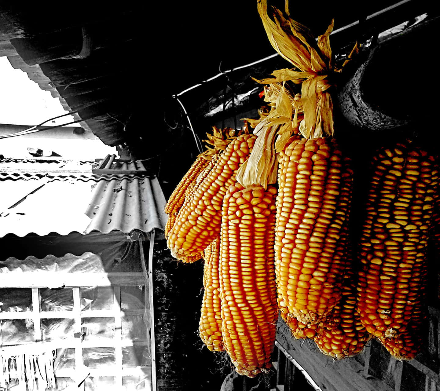 Vibrant Yellow Corn On Display Wallpaper