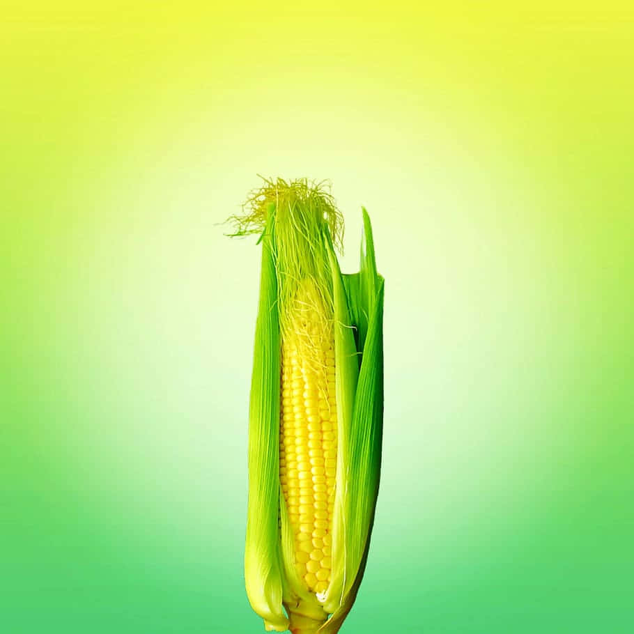 Vibrant Yellow Corn On The Cob Wallpaper