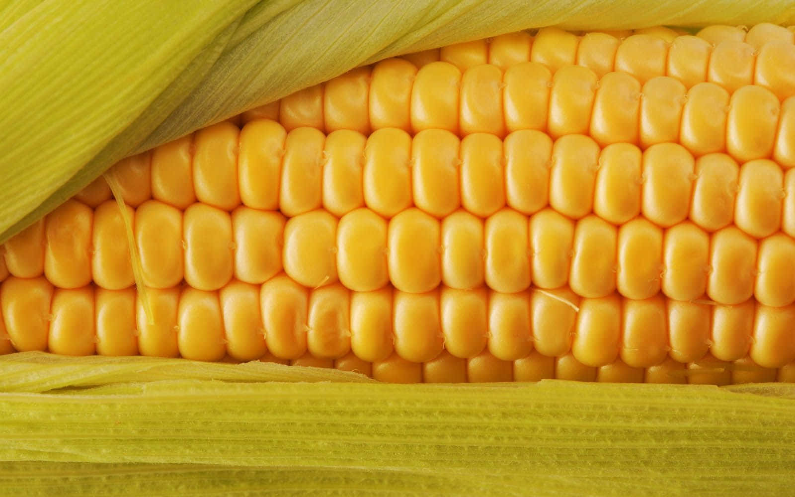 Vibrant Yellow Corn On The Cob Wallpaper