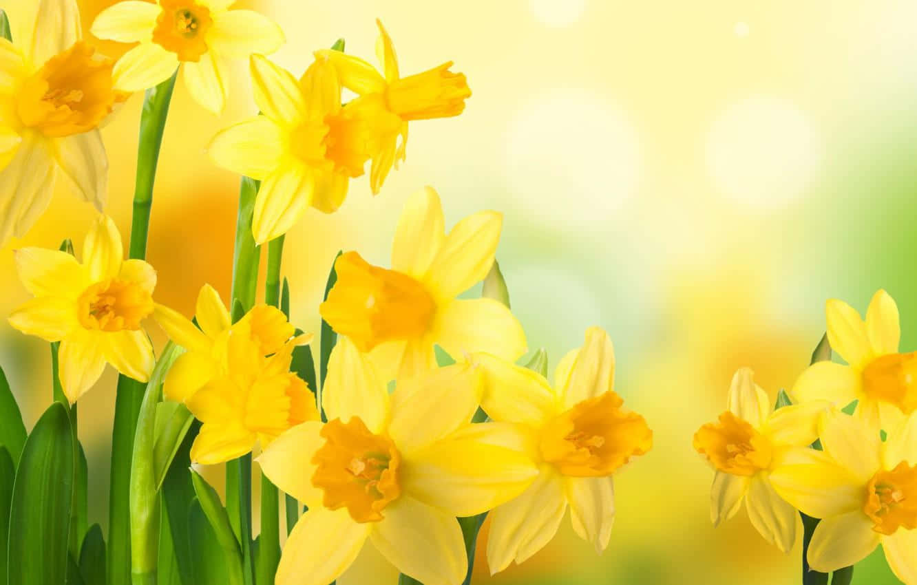 Vibrant Yellow Daffodils In Full Bloom Wallpaper