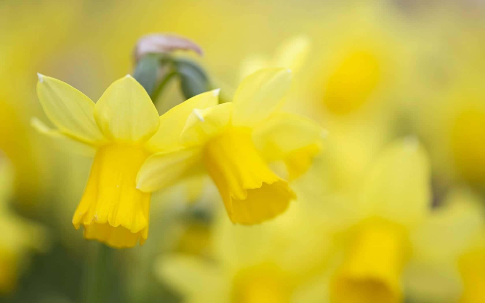 Vibrant Yellow Daffodils In Full Bloom Wallpaper