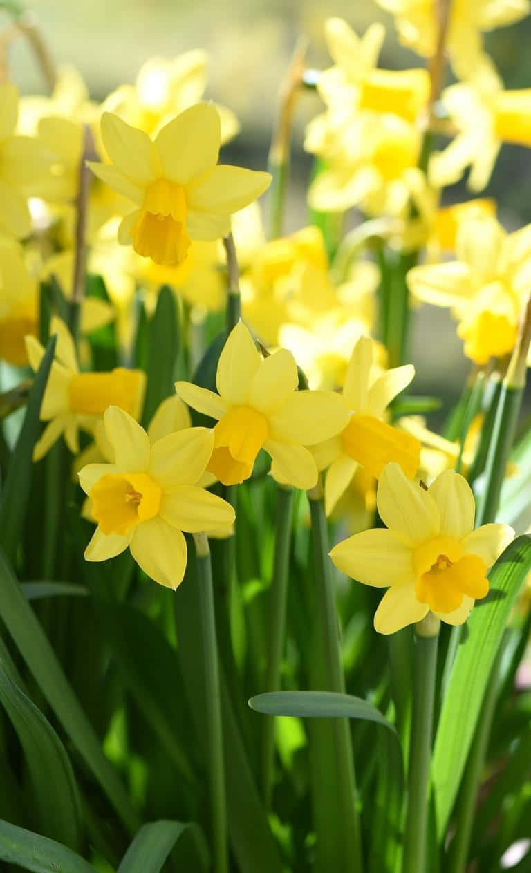 Vibrant Yellow Daffodils In Full Bloom Wallpaper