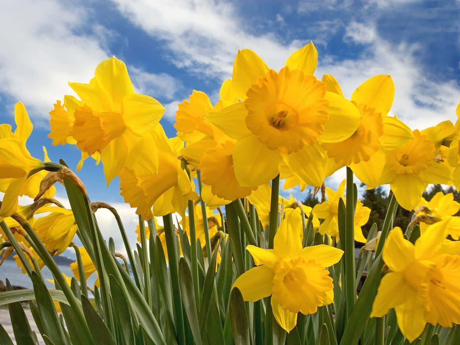 Vibrant Yellow Daffodils In Full Bloom Wallpaper