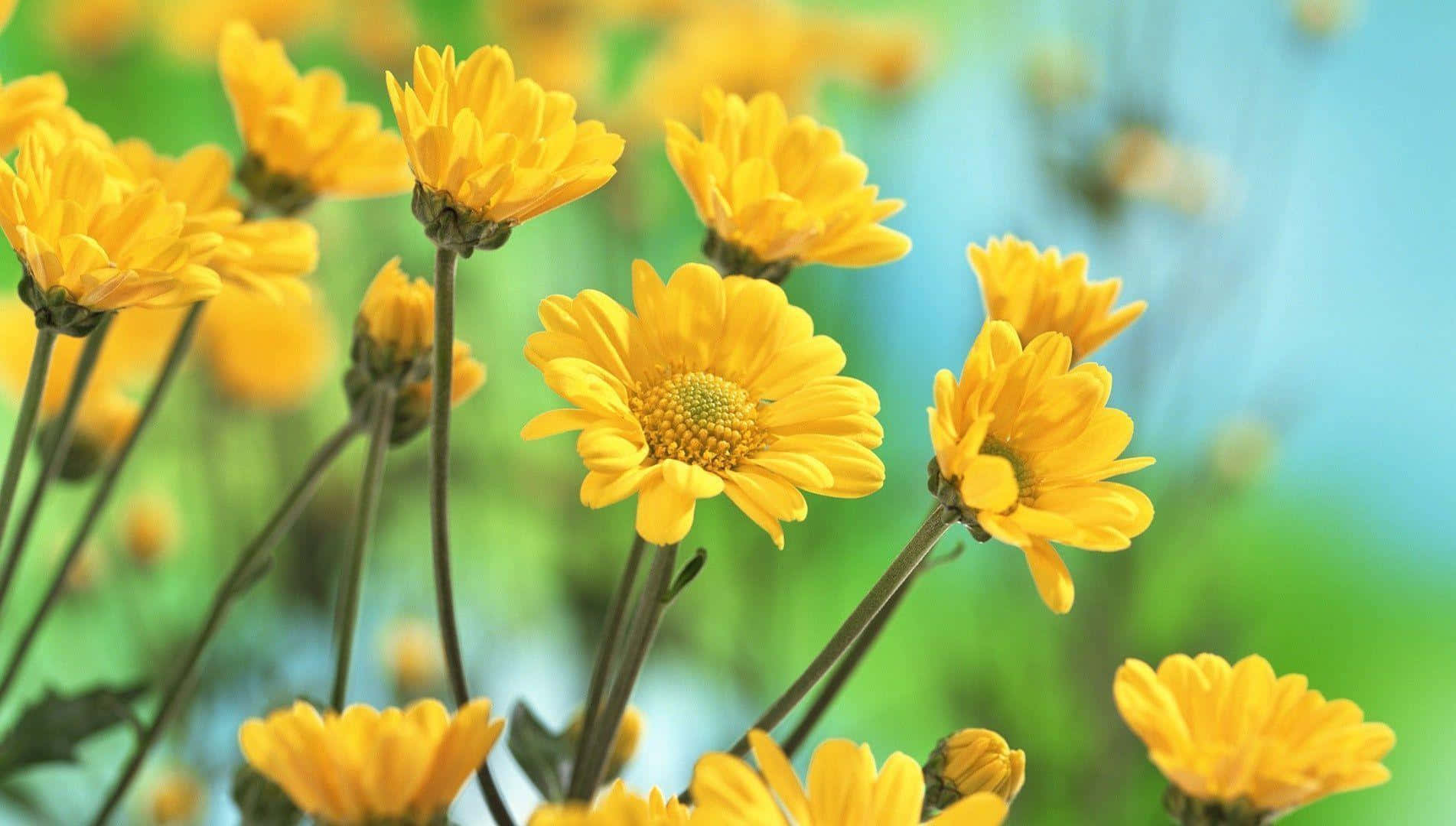 Vibrant Yellow Daisy Field Wallpaper