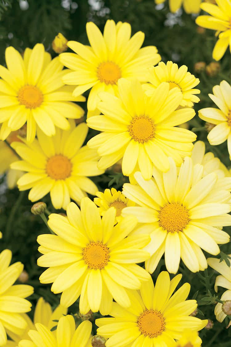 Vibrant Yellow Daisy In Bloom Wallpaper