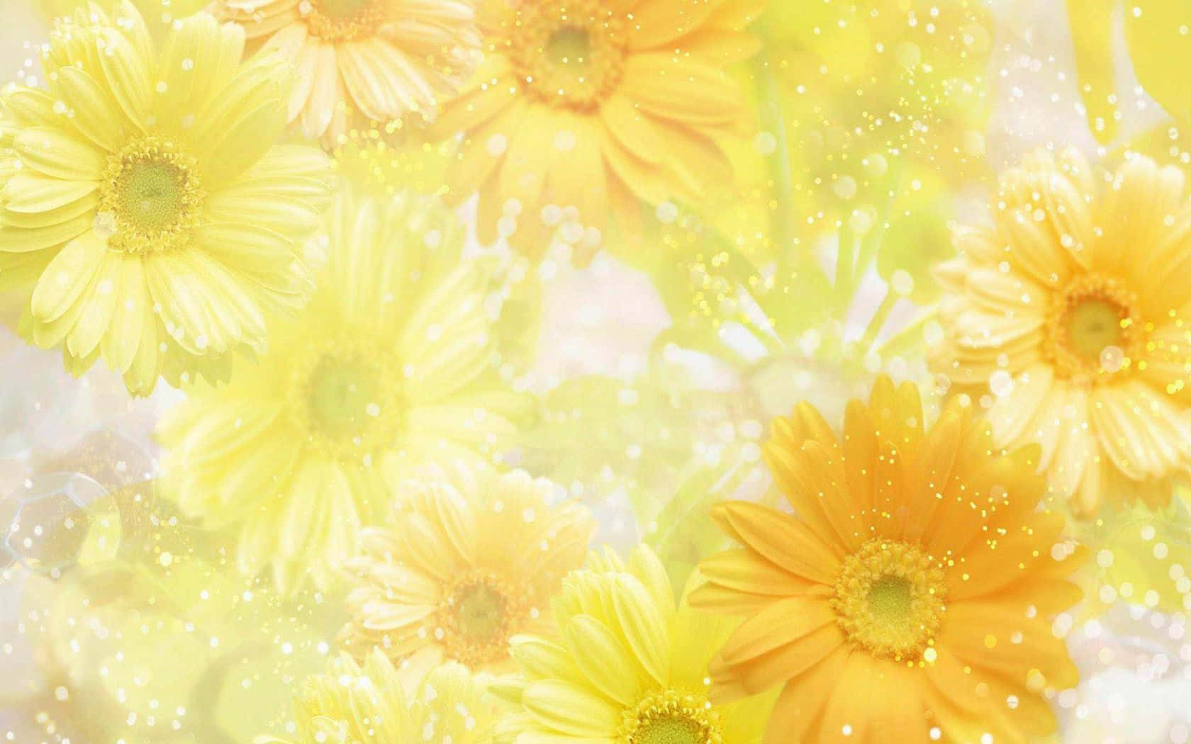 Vibrant Yellow Daisy In Full Bloom Wallpaper