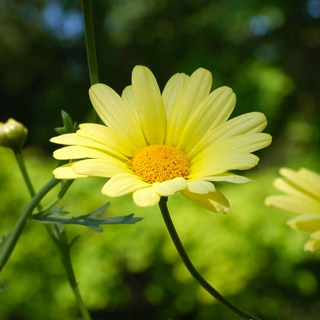 Vibrant Yellow Daisy In Full Bloom Wallpaper