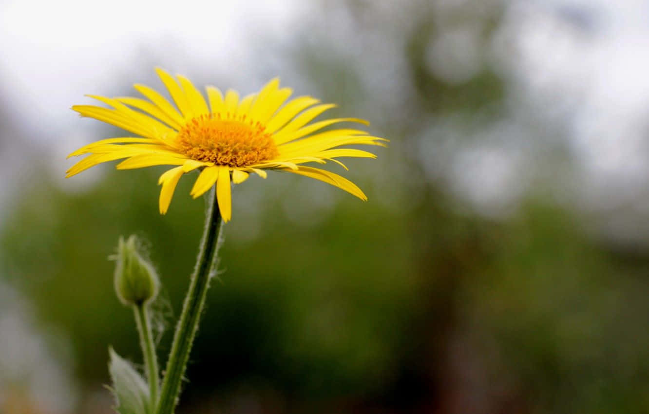 Vibrant Yellow Daisy In Full Bloom Wallpaper