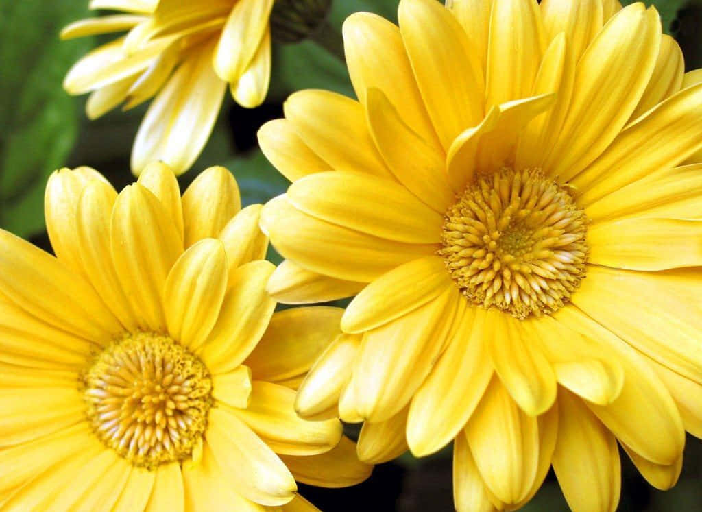 Vibrant Yellow Daisy In Full Bloom Wallpaper