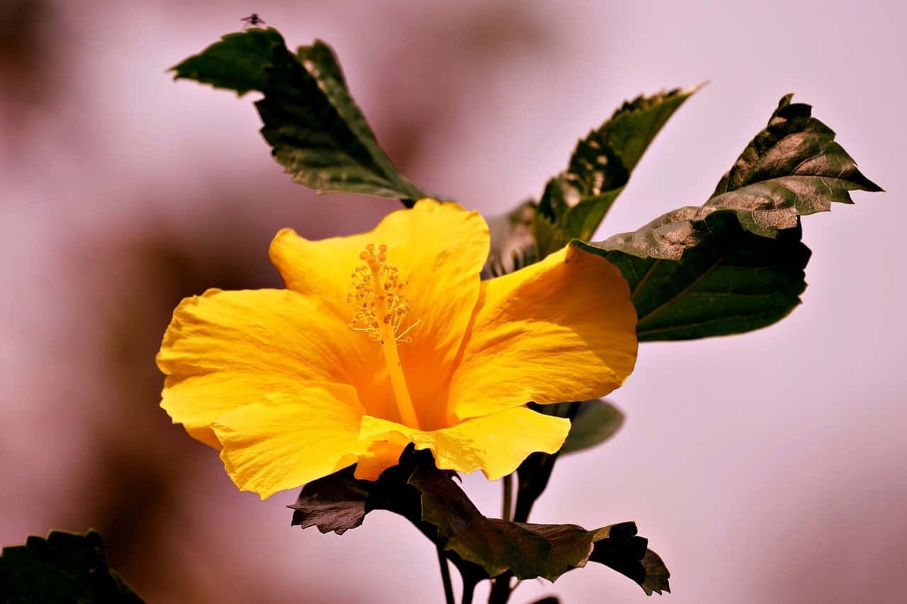 Vibrant Yellow Hibiscus Bloom Wallpaper