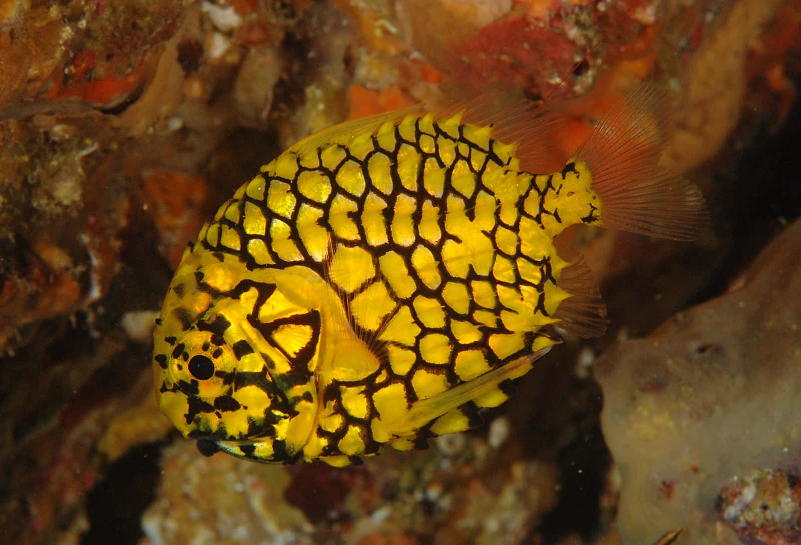 Vibrant Yellow Pineapple Fish Wallpaper