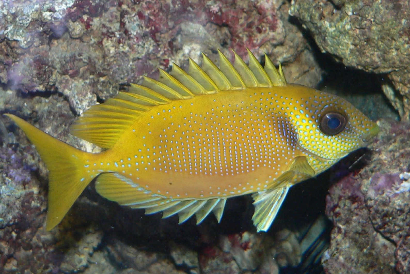 Vibrant Yellow Rabbitfish Wallpaper