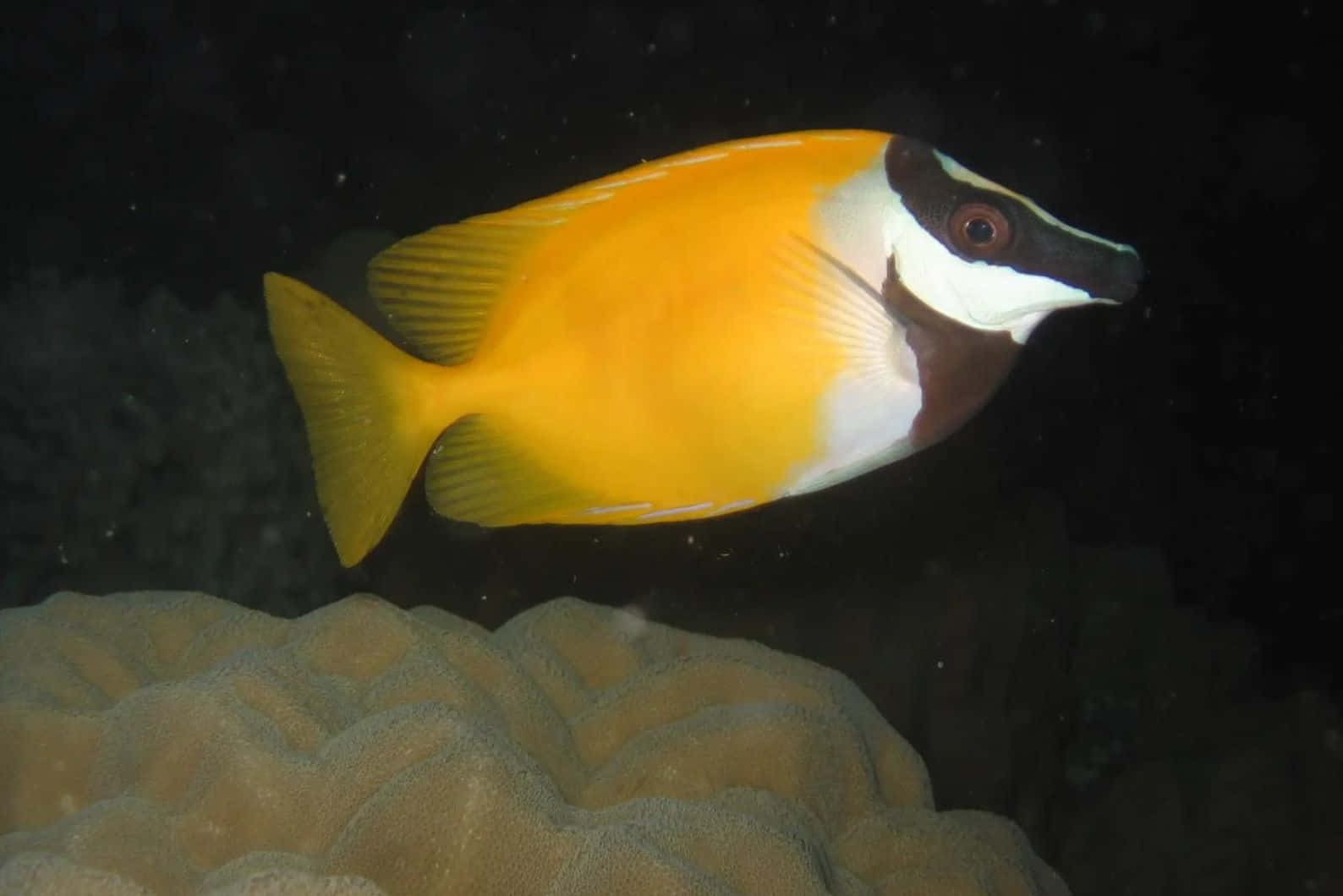 Vibrant Yellow Rabbitfish Underwater Wallpaper