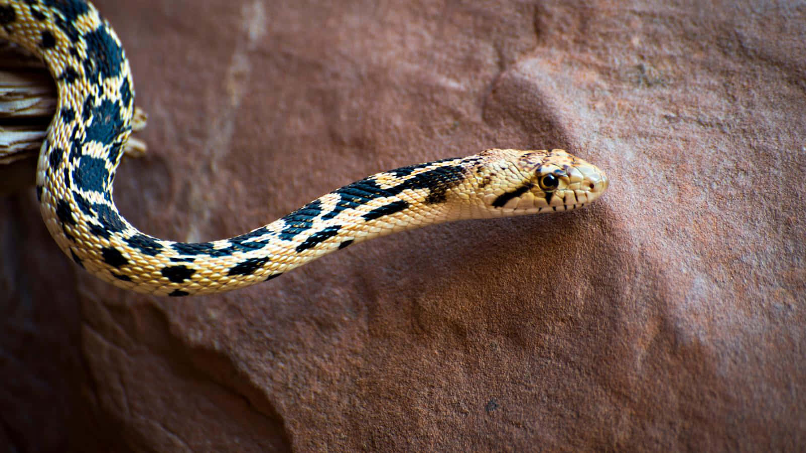 Vibrant Yellow Snake Coiled On A Branch Wallpaper