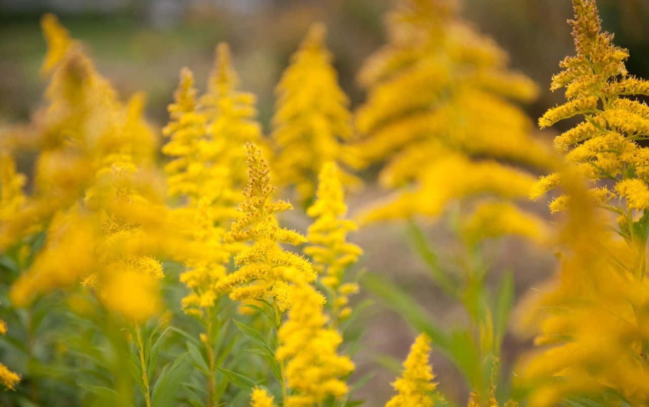 Vibrant Yellow Summer Field Wallpaper