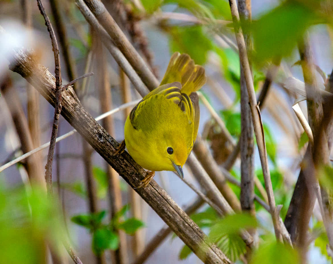 Vibrant Yellow Warbler Perched On A Branch Wallpaper