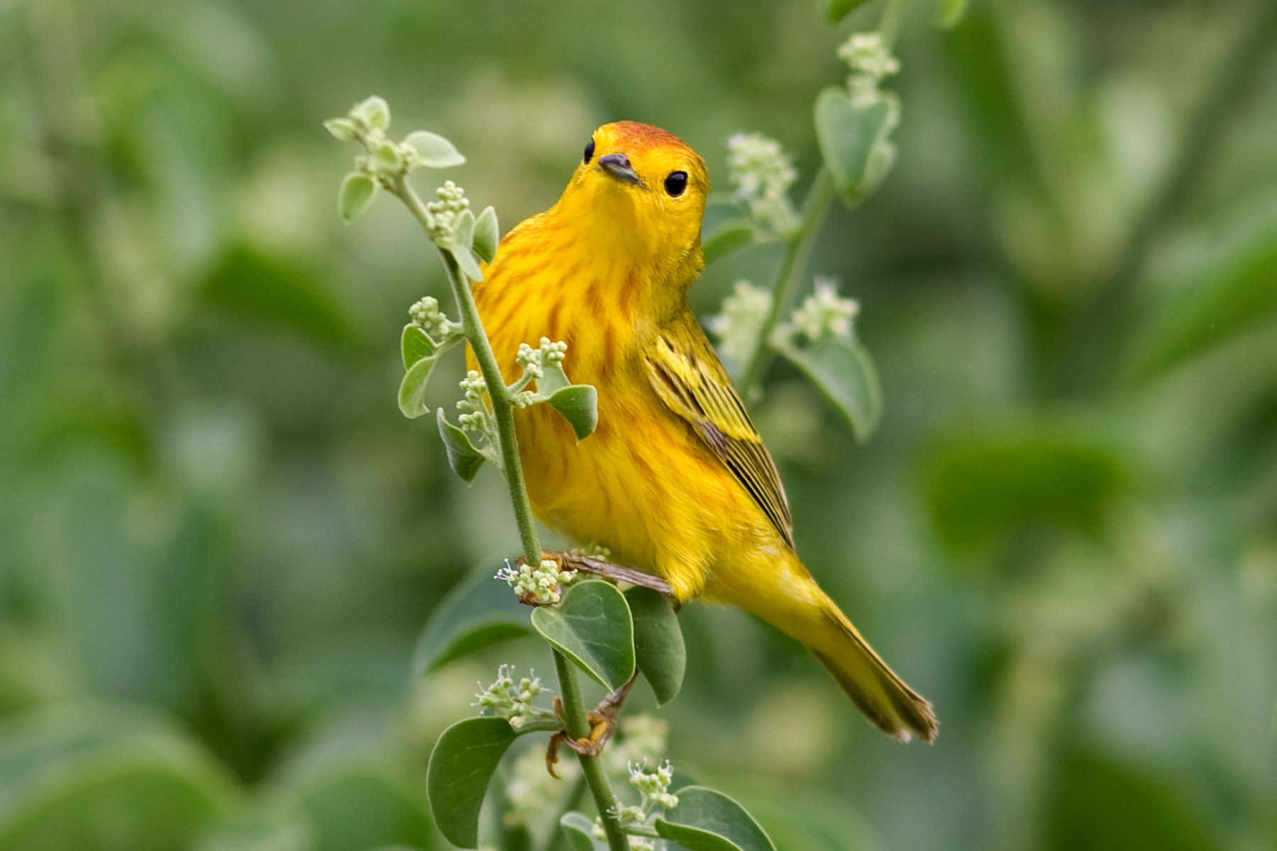 Vibrant Yellow Warbler Perched On A Branch Wallpaper