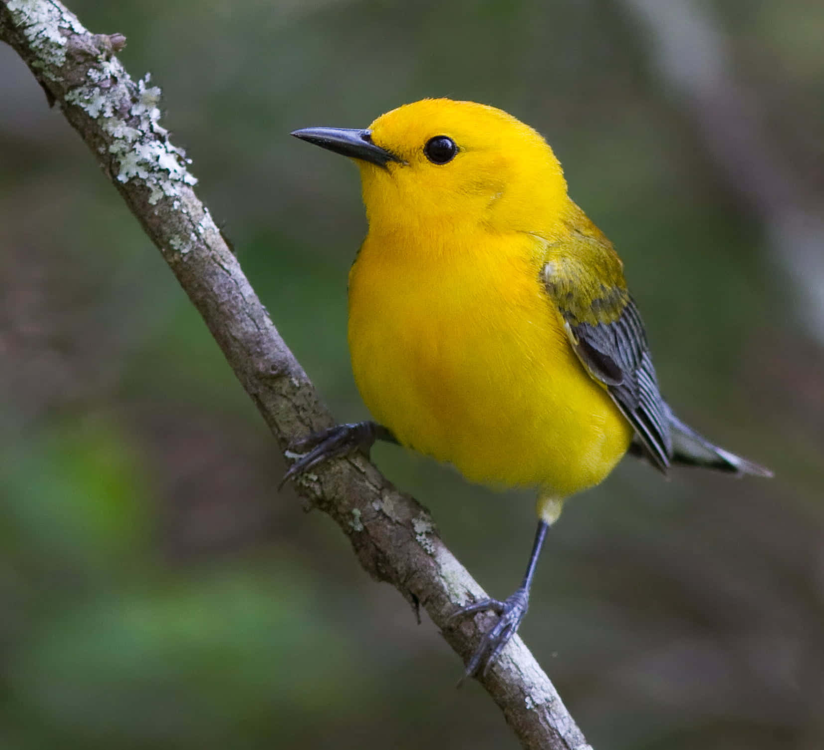 Vibrant Yellow Warbler Perched On A Branch Wallpaper