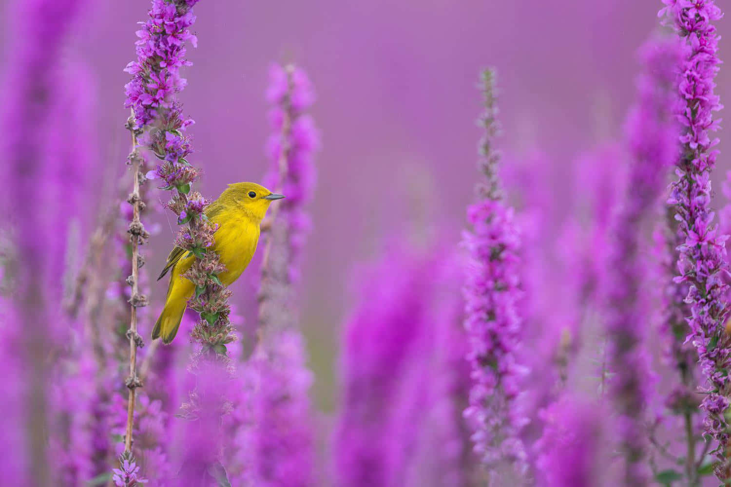 Vibrant Yellow Warbler Perched On A Branch Wallpaper