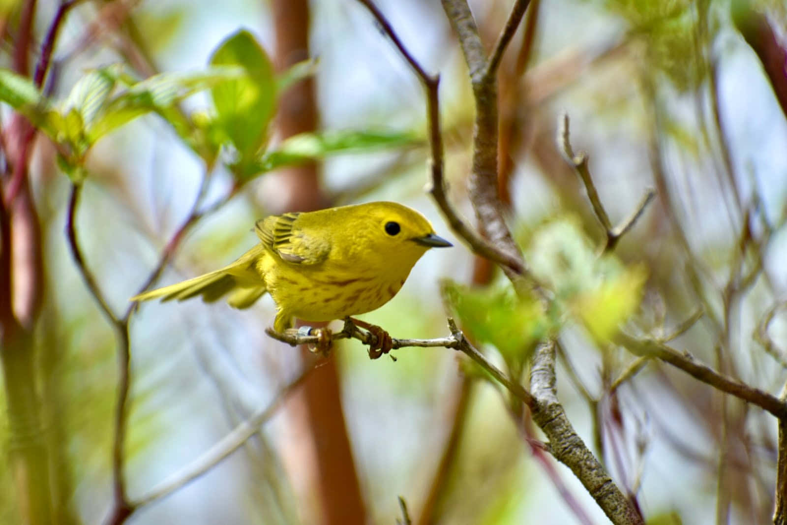 Vibrant Yellow Warbler Perched On A Branch Wallpaper