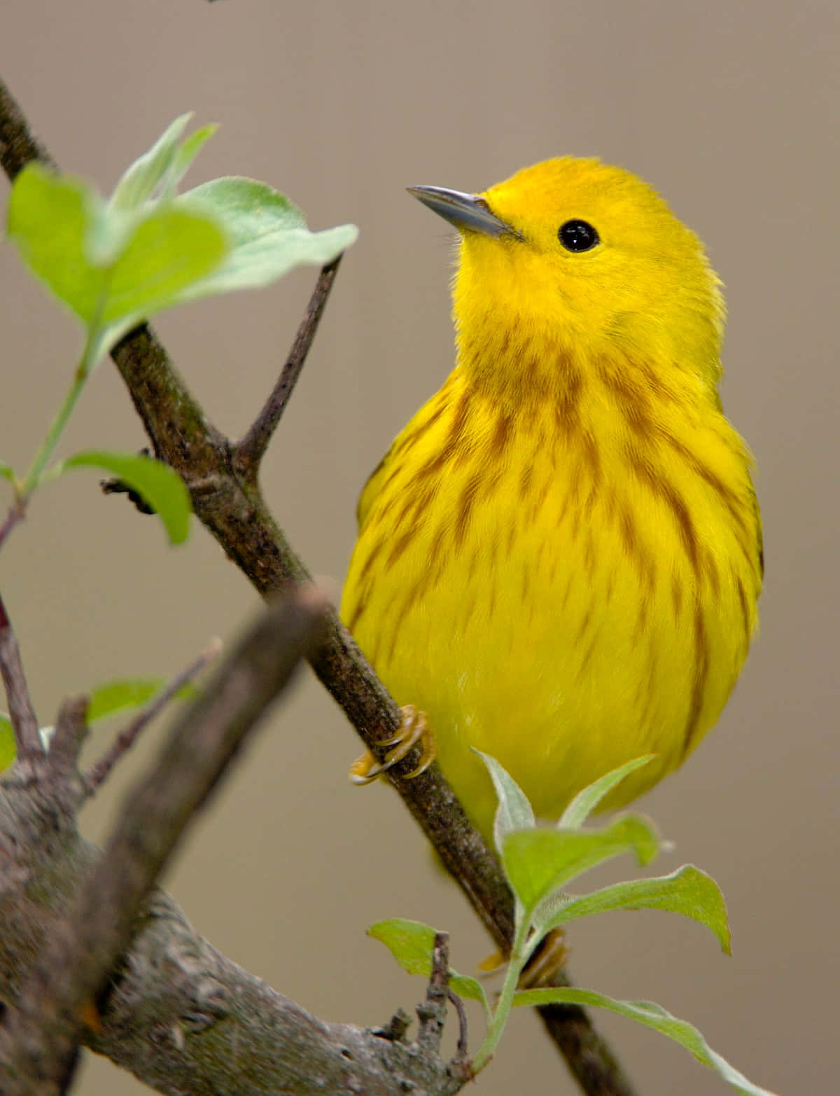 Vibrant Yellow Warbler Perched On A Branch Wallpaper