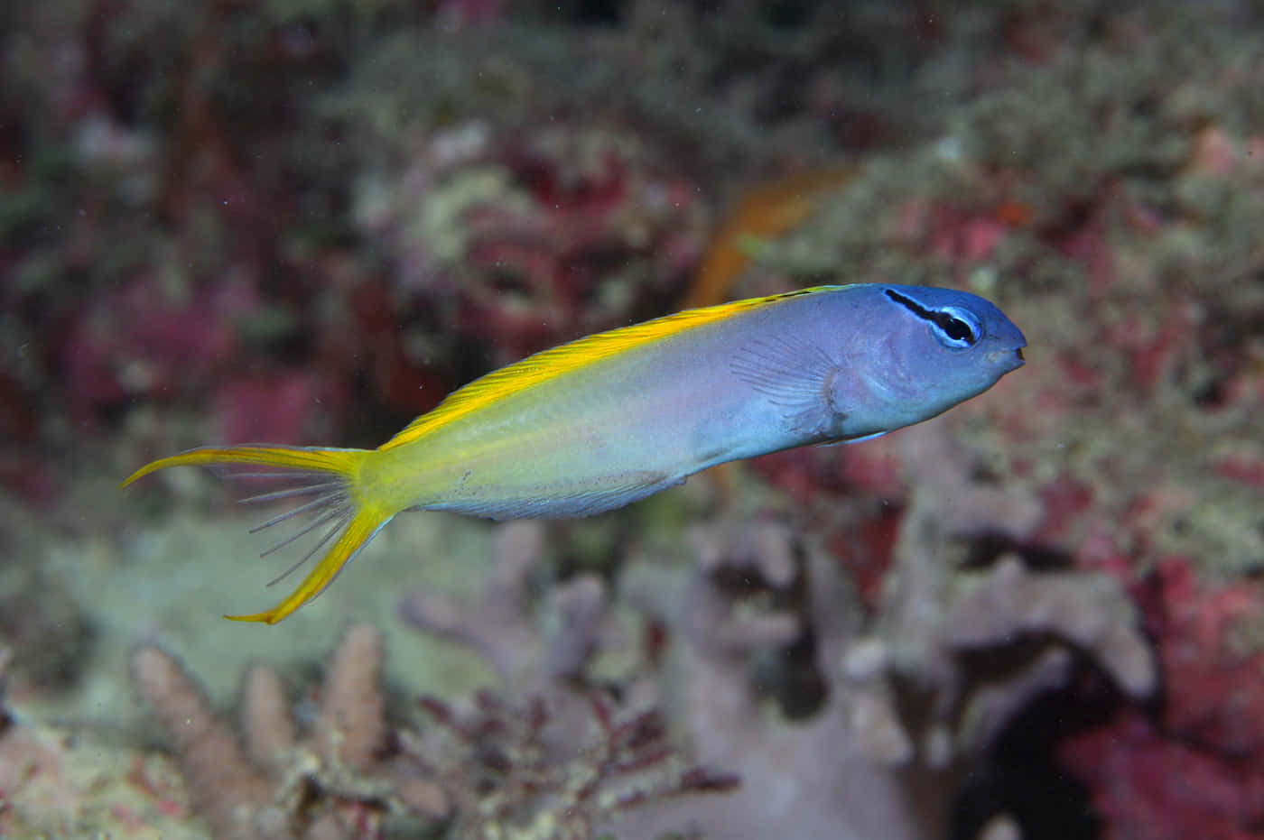 Vibrant Yellowtail Blenny Marine Life Wallpaper