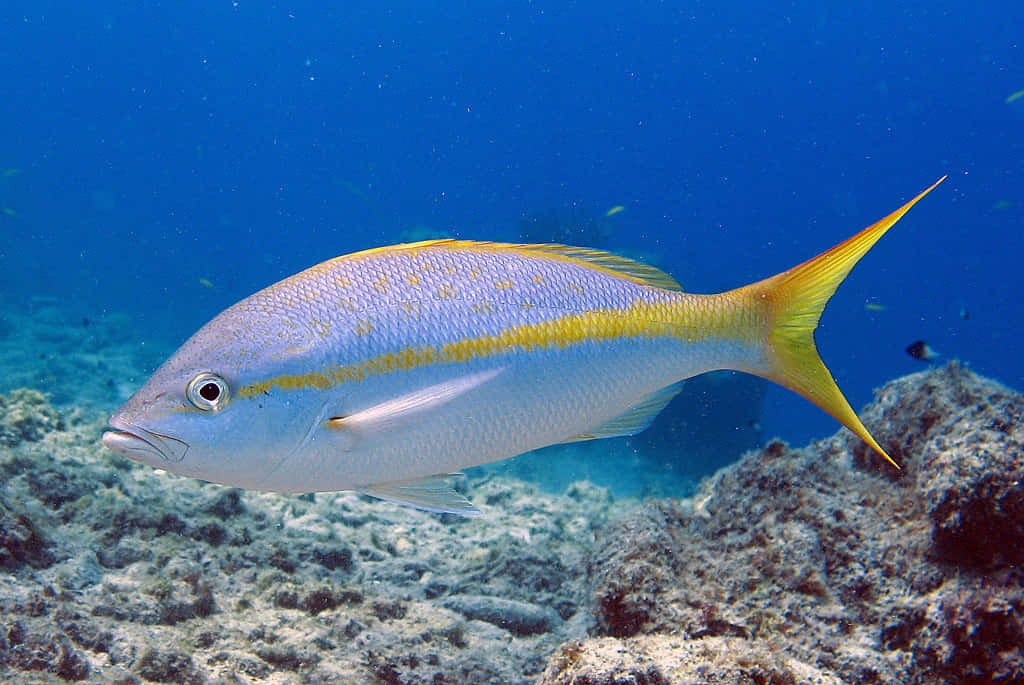 Vibrant Yellowtail Snapper In Its Natural Habitat Wallpaper