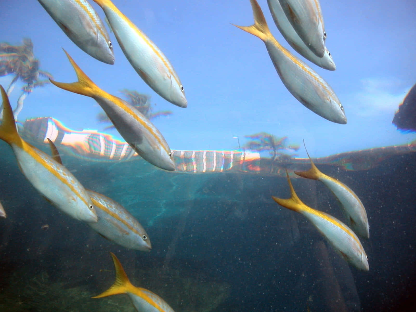 Vibrant Yellowtail Snapper In Its Natural Habitat Wallpaper