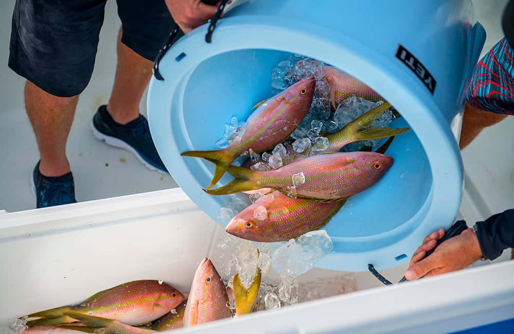 Vibrant Yellowtail Snapper In Its Natural Underwater Habitat Wallpaper