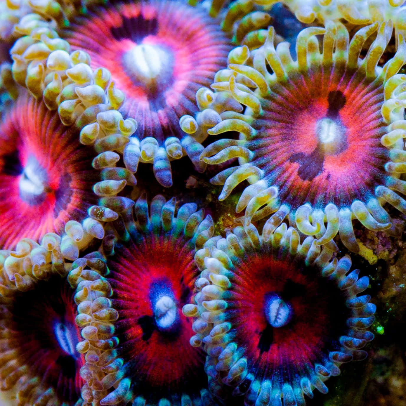 Vibrant_ Zoanthid_ Colony_ Closeup.jpg Wallpaper