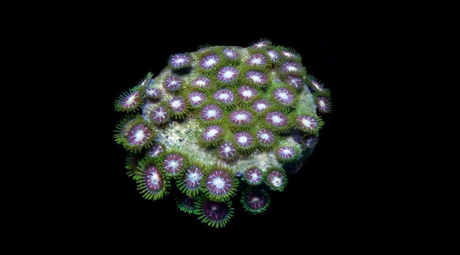 Vibrant Zoanthid Colony Night Wallpaper