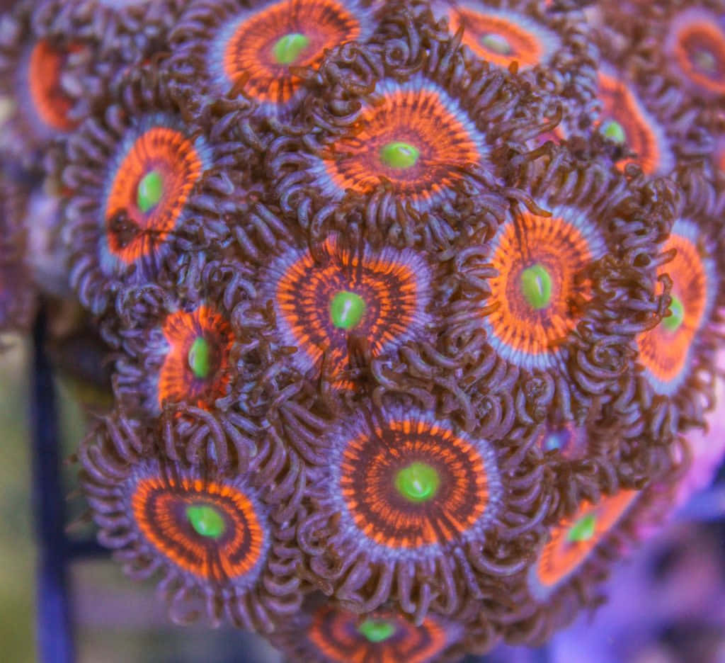 Vibrant Zoanthid Coral Colony Wallpaper