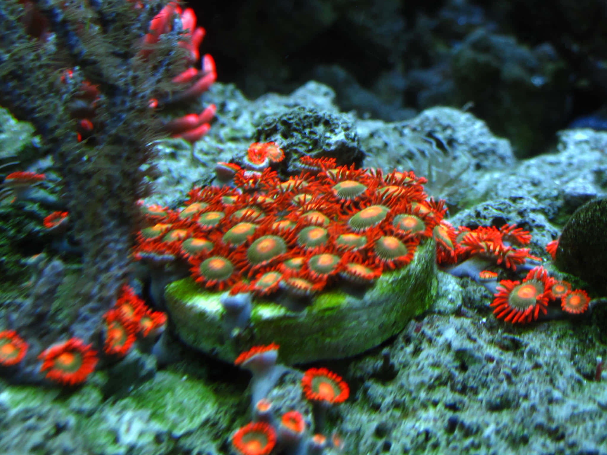 Vibrant Zoanthid Coral Reef Wallpaper