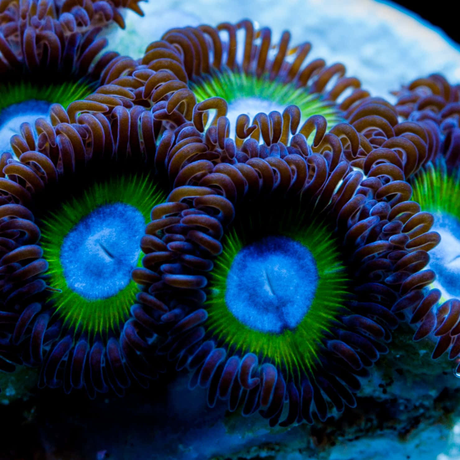 Vibrant Zoanthids Closeup Wallpaper