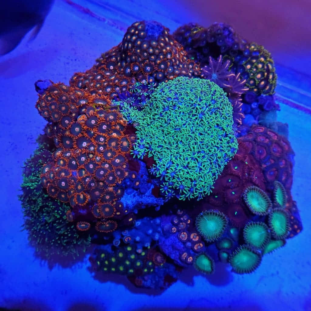 Vibrant Zoanthids Under Blue Light Wallpaper