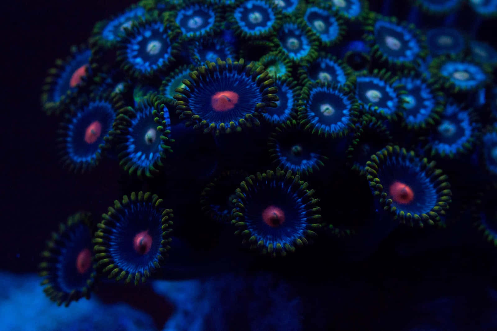 Vibrant Zoanthids Underwater Scene Wallpaper