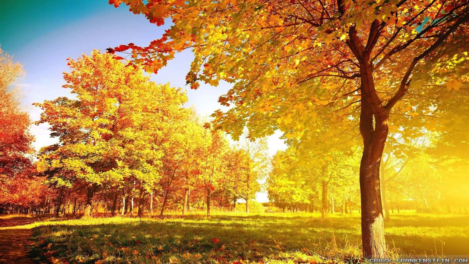 Vibrantly Colored Trees In Autumn Wallpaper